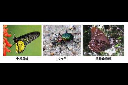 我院陈斌教授团队在巴中市文旅示范区发现多种珍稀保护昆虫2024-08-30