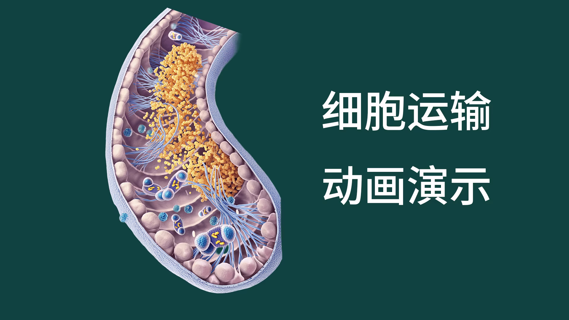 细胞运输