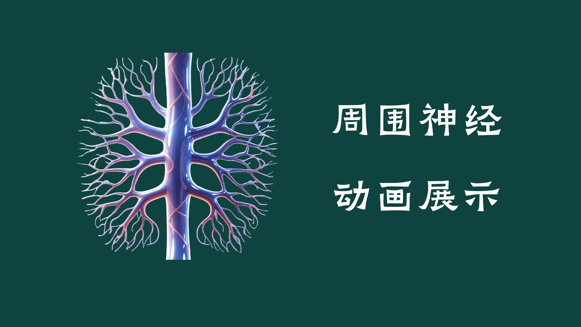 周围神经