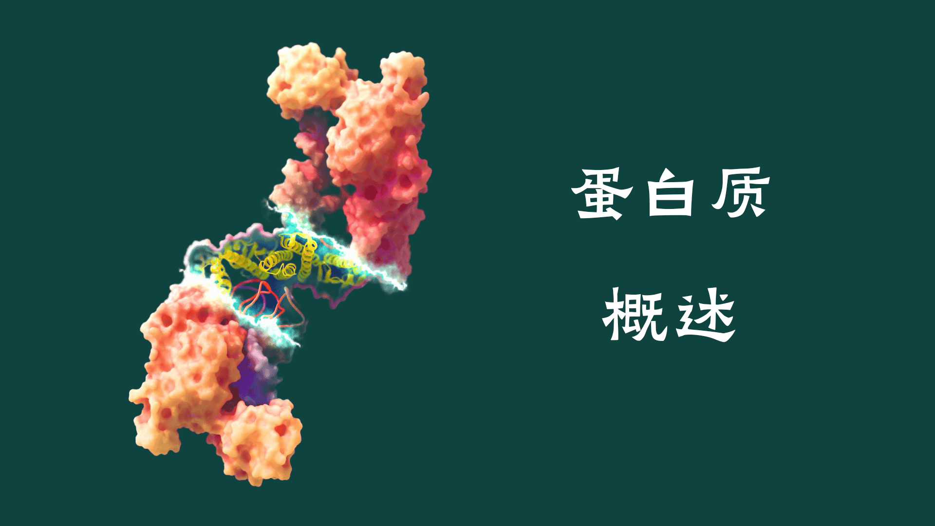 蛋白质