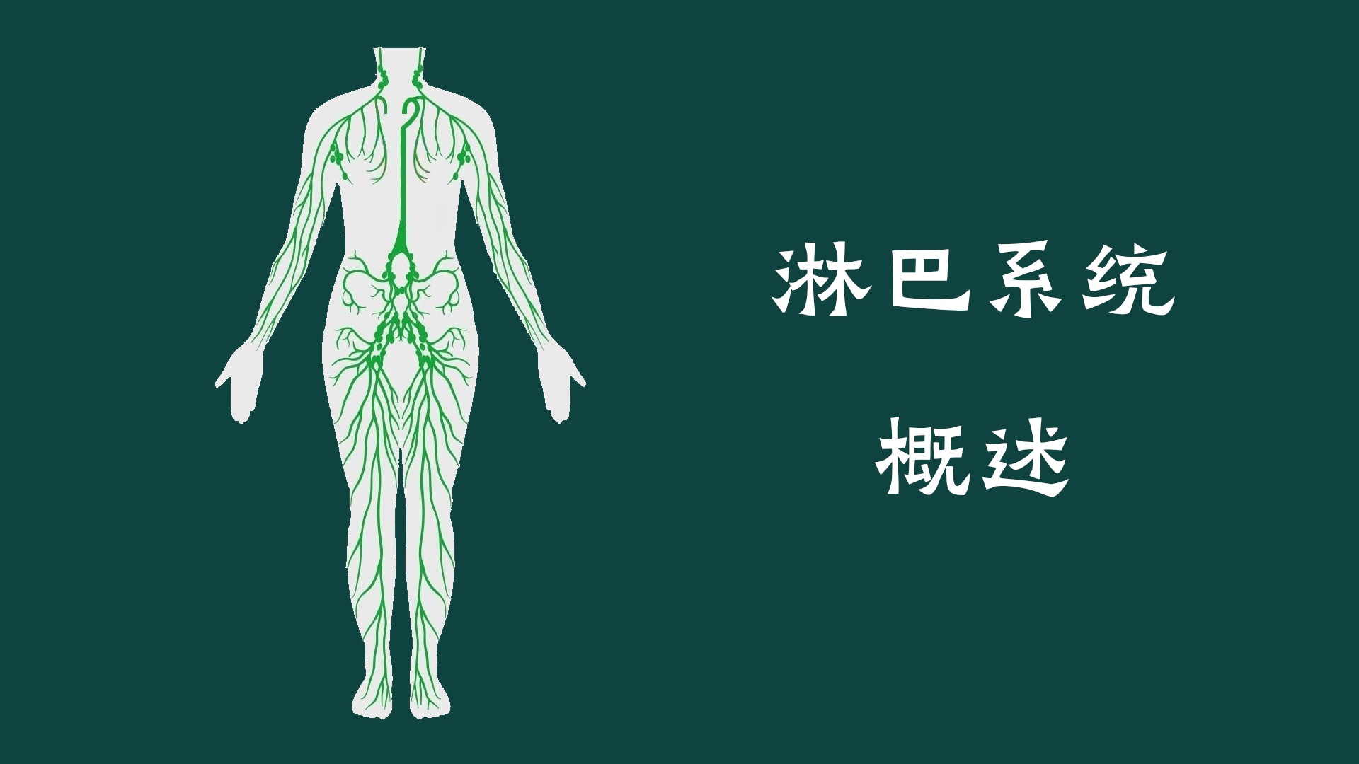 淋巴系统